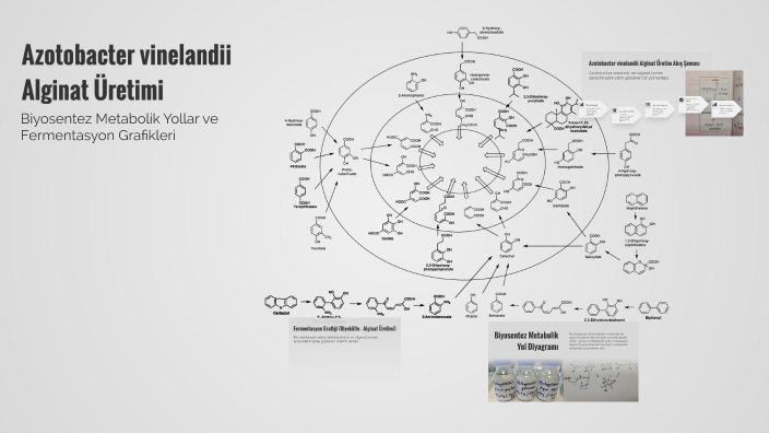 Azotobacter vinelandii Alginate Üretimi by Burcu Şen on Prezi