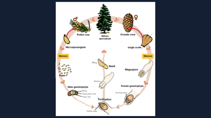 Life Cycle of a Gymnosperm by Sonnie Deck on Prezi