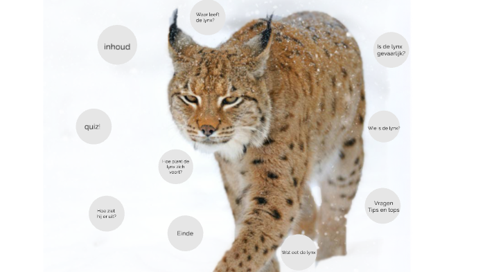 Lynx By Lars Dijk On Prezi Next