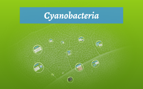 cyanobacteria by isabella d on Prezi