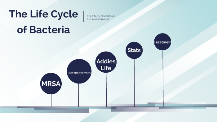 The Life Cycle of Bacteria by Marlee Smith