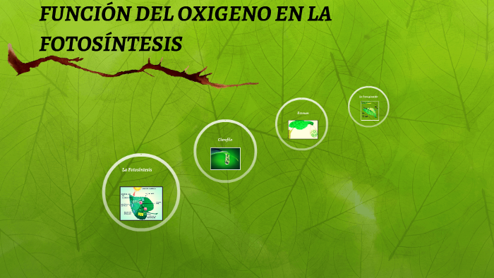FUNCION DEL OXIGENO EN LA FOTOSINTESIS by Yaritza Cuero on Prezi