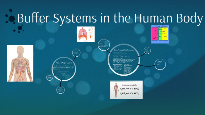 buffer-systems-in-the-human-body-by-matthew-siino