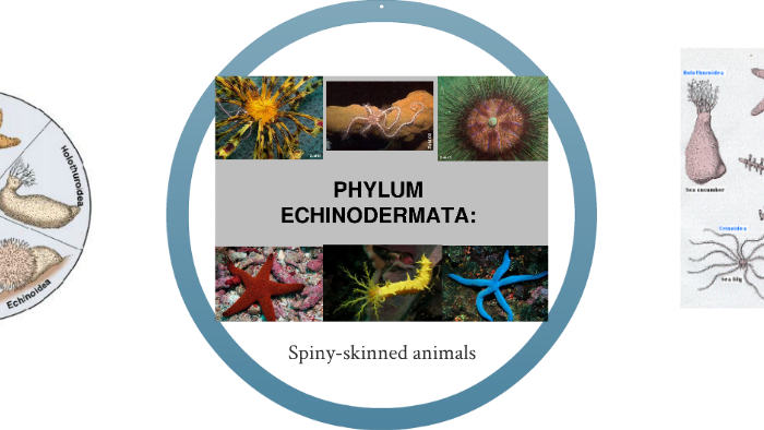 Phylum Echinodermata by Michael Budniak on Prezi
