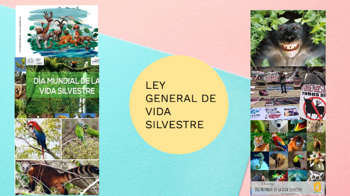 ley general de vida silvestre by judith hernandez on Prezi
