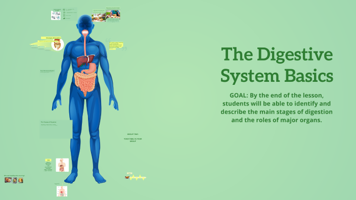 Understanding the Digestive System by Payton Covington on Prezi