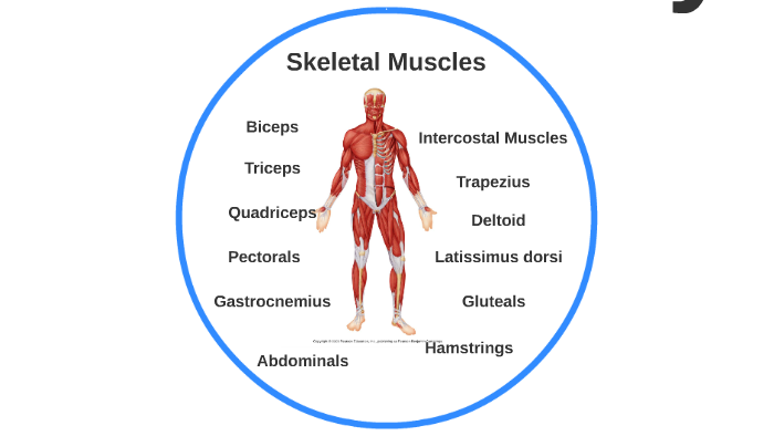 The Structure of the muscular system by Becky Merchant on Prezi