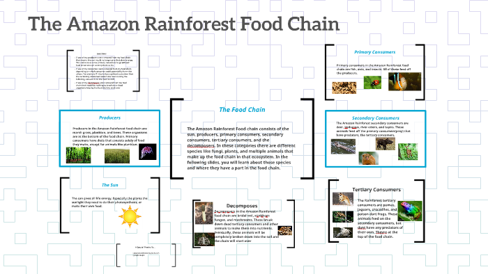 Amazon Rainforest Food Chain Diagram