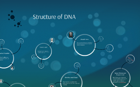Structure of DNA by Jenna Berlet on Prezi