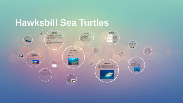 Hawksbill Sea Turtles by Hiranmayi Vangipuram on Prezi