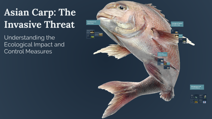 Asian Carp: The Invasive Threat by Luke Dietrich on Prezi