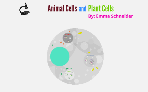 Animal cells and Plant cells by Emma S. on Prezi