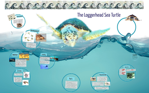 Loggerhead Sea Turtle by Alexis Schwartz on Prezi