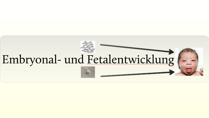 Fetalentwicklung