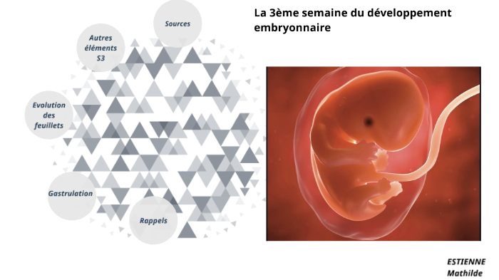 La 3ème semaine du développement embryonnaire by Mathilde Estienne on Prezi
