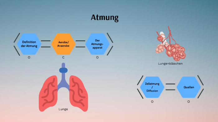 Atmung By Tjark Wittfoth On Prezi