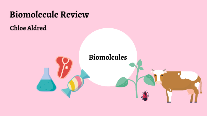 Biomolecule Review by Chloe Aldred on Prezi