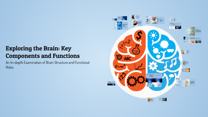 Exploring the Brain: Key Components and Functions by Craig Short on Prezi