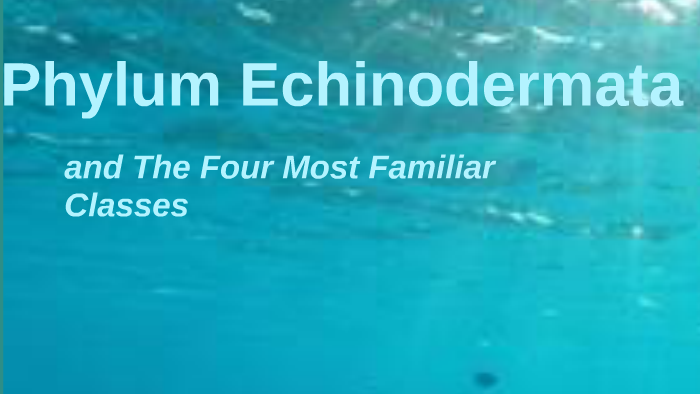 Phylum Echinodermata by neida razo on Prezi