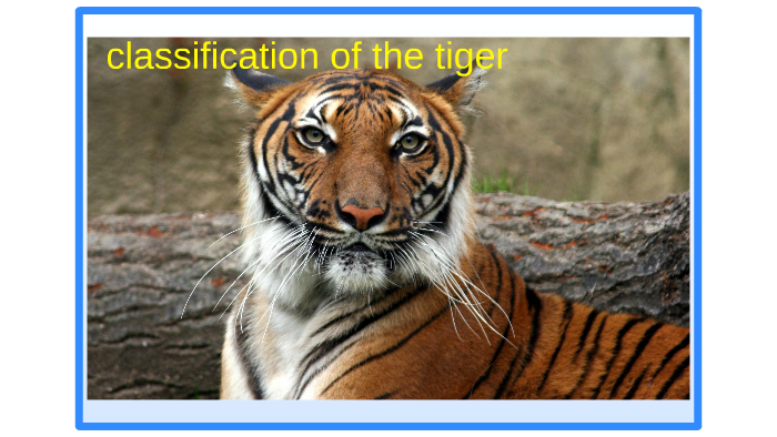 classification of the tiger by henry ruiz