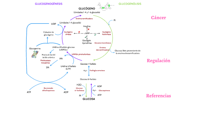 Glucogenogénesis Glucogenólisis By Marianna Osorio Moreno On Prezi 7849