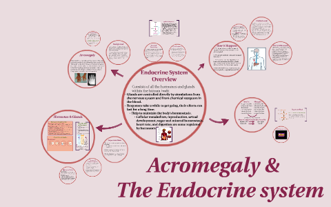 Acromegaly & The Endocrine system by vicky Rim on Prezi