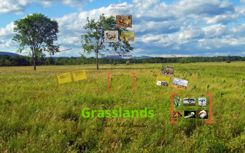 Purple-Grasslands by Mr. Kravitz Science Class