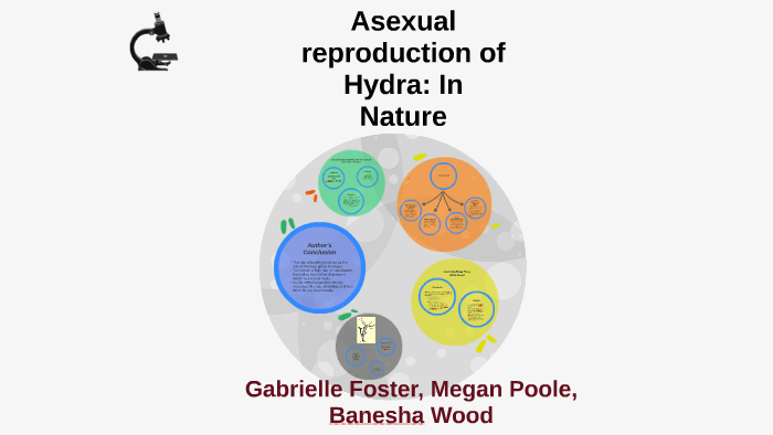Hydra Asexual Reproduction By Megan Poole 9155