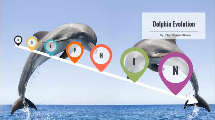 dolphin evolution