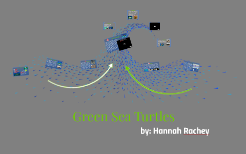 Green Sea Turtles by Hannah Rachey on Prezi