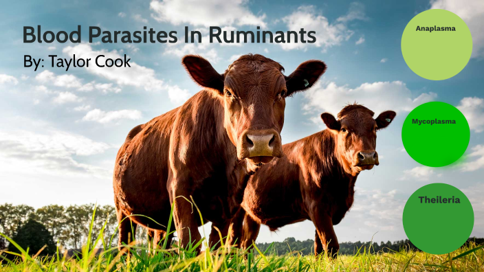 Blood Parasites in Ruminants by Taylor Cook on Prezi