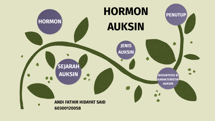 HORMON AUKSIN by ANDI FATHIR on Prezi