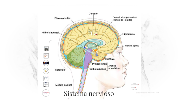 Sistema nervioso by nadhia cas on Prezi