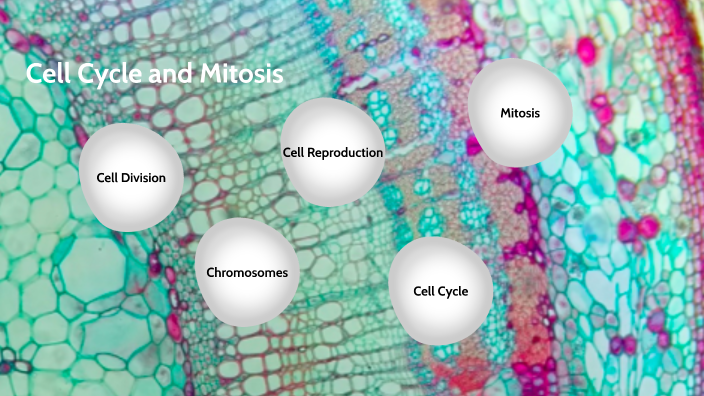 Cell Cycle and Mitosis by Katharine Higgins on Prezi