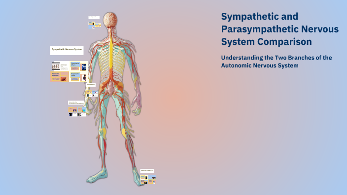 Sympathetic and Parasympathetic Nervous System Comparison by Carley ...