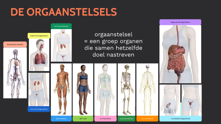 Orgaanstelsels by Liesbet Mens on Prezi