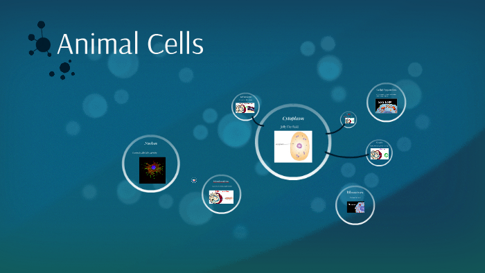 Animal Cells by Hizar Salahuddin on Prezi