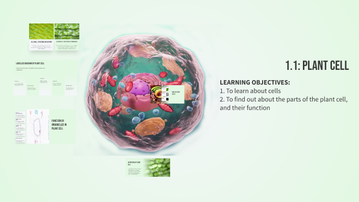 Understanding Plant Cells by Shameenii Thanebal on Prezi