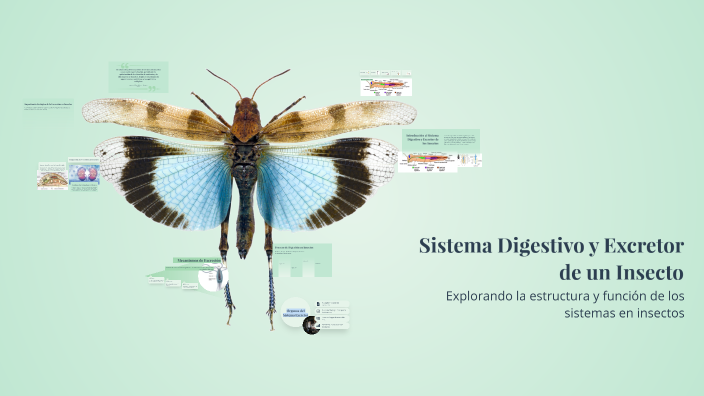 Sistema Digestivo y Excretor de un Insecto by Rubinho PUENTE ROMAN on Prezi