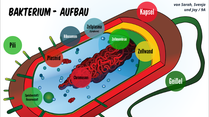 Bakterium - Aufbau by Sarah Hannig on Prezi