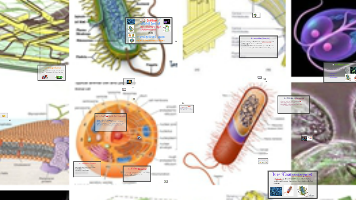 โครงสร างและองค ประกอบของเซลล แบคท เร ยและเซลล พ ช By Sirisak Chantarat On Prezi Next
