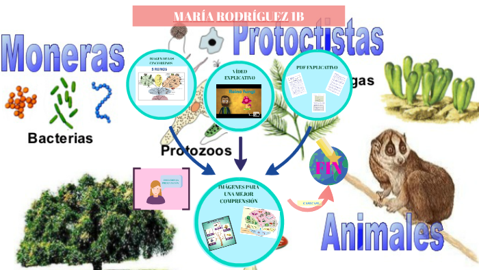 LA CLASIFICACIÓN DE LOS SERES VIVOS by Maria Rodríguez Bernal on Prezi