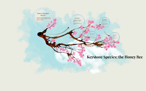 Keystone Species: the Honey Bee by chris hefty on Prezi