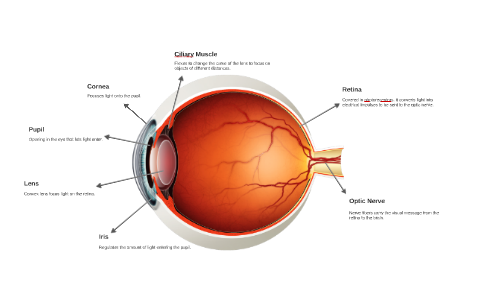 The Human Eye by Diego B on Prezi