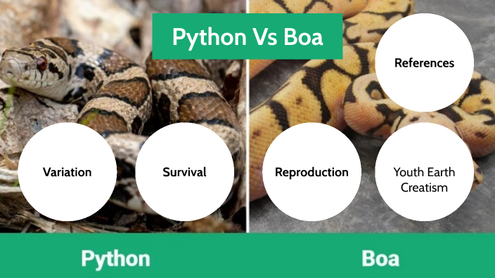 Pythons and Boas by Aidan Cadzow on Prezi
