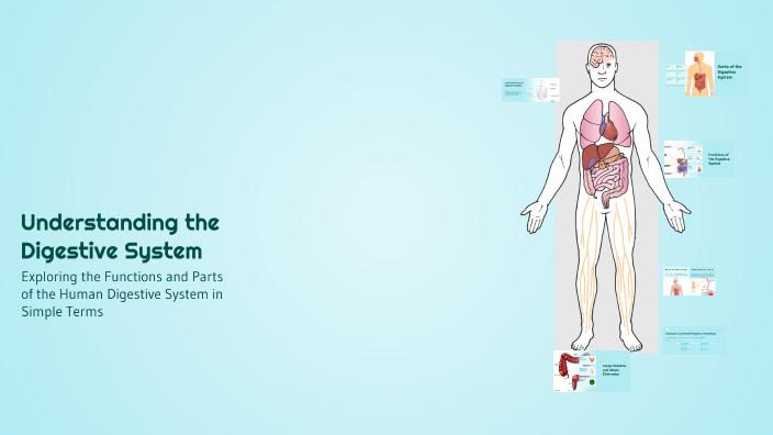 Understanding the Digestive System by Usha Chauhan on Prezi