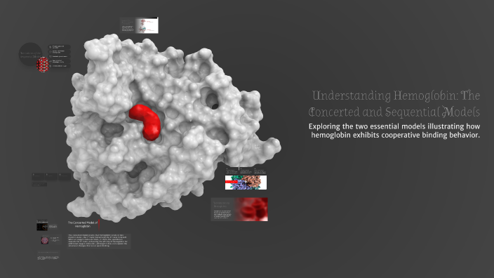 Understanding Hemoglobin: The Concerted and Sequential Models by ...