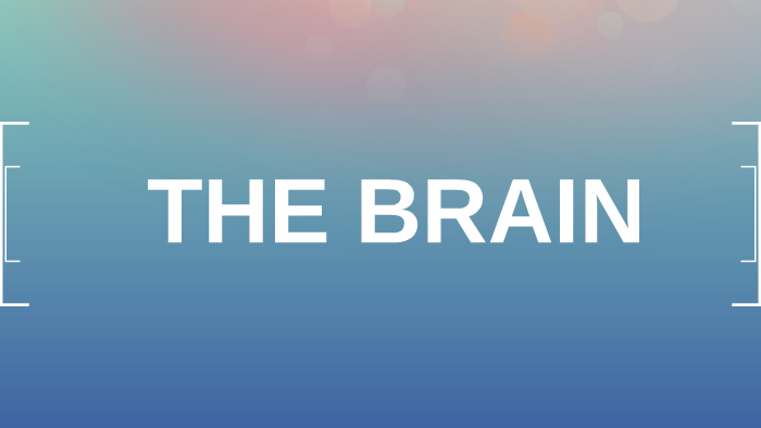 THE BRAIN by cool kid on Prezi