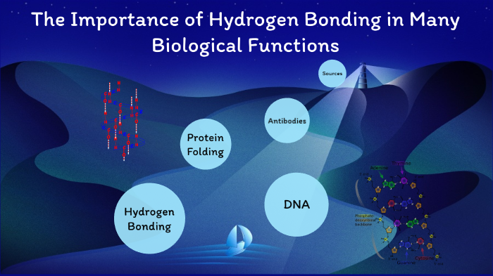 the-importance-of-hydrogen-bonding-in-many-biological-functions-by