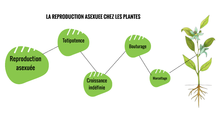 reproduction asexuée chez les plantes